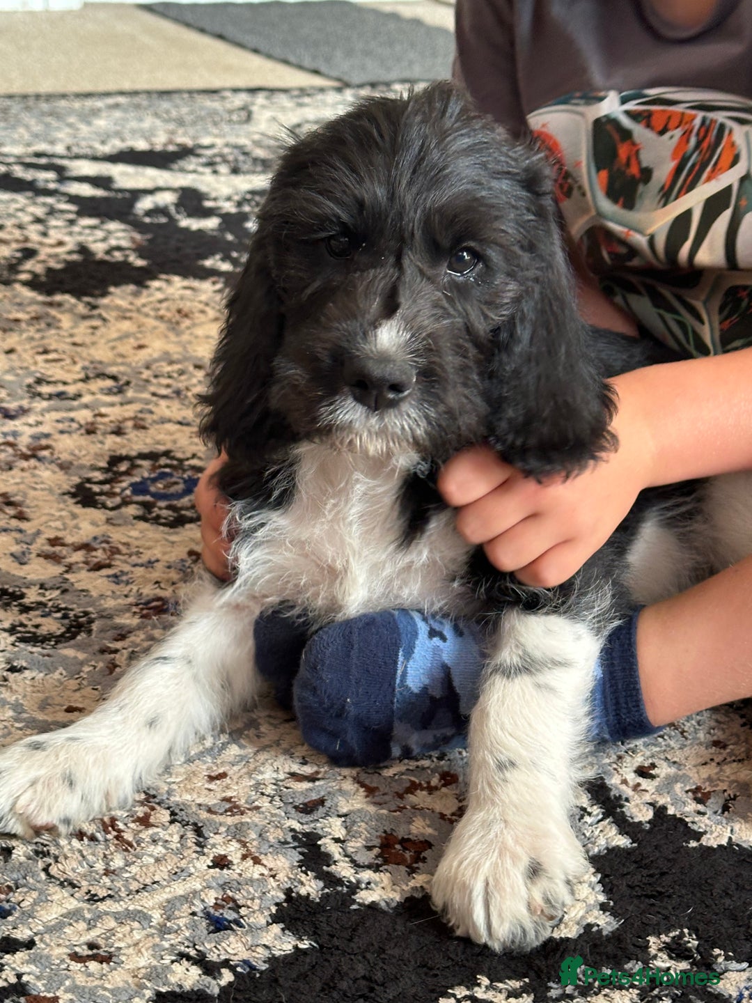Mixed Breed dogs for sale: POOGLE Puppies READY NOW - Image 2