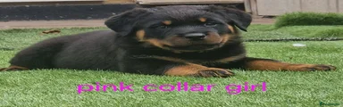 Rottweiler 3