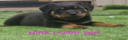Rottweiler dogs for sale: 3 rottweiler pups left - Advert 3