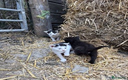 British Shorthair cats for sale: Farm kittens looking for a forever home - Image 2
