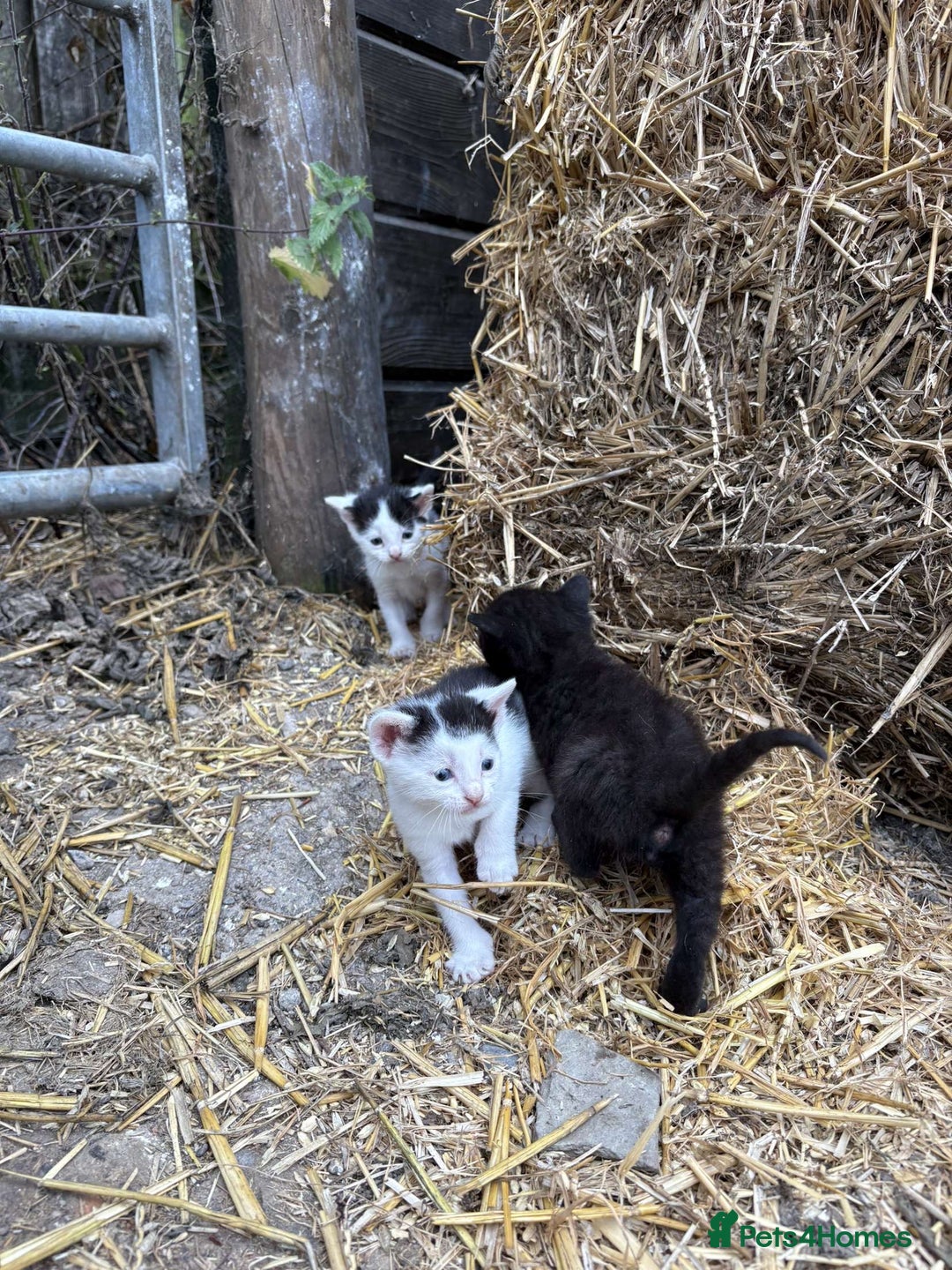 British Shorthair cats for sale: Farm kittens looking for a forever home - Image 2