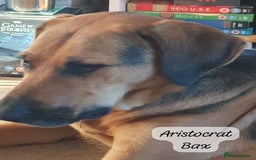 Mixed Breed dogs for adoption: Baxter, 5 yrs old boy. Available for adoption. - Image 20