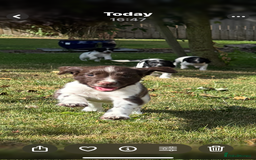 English Springer Spaniel dogs for sale: English Springer Spaniels  - Image 3
