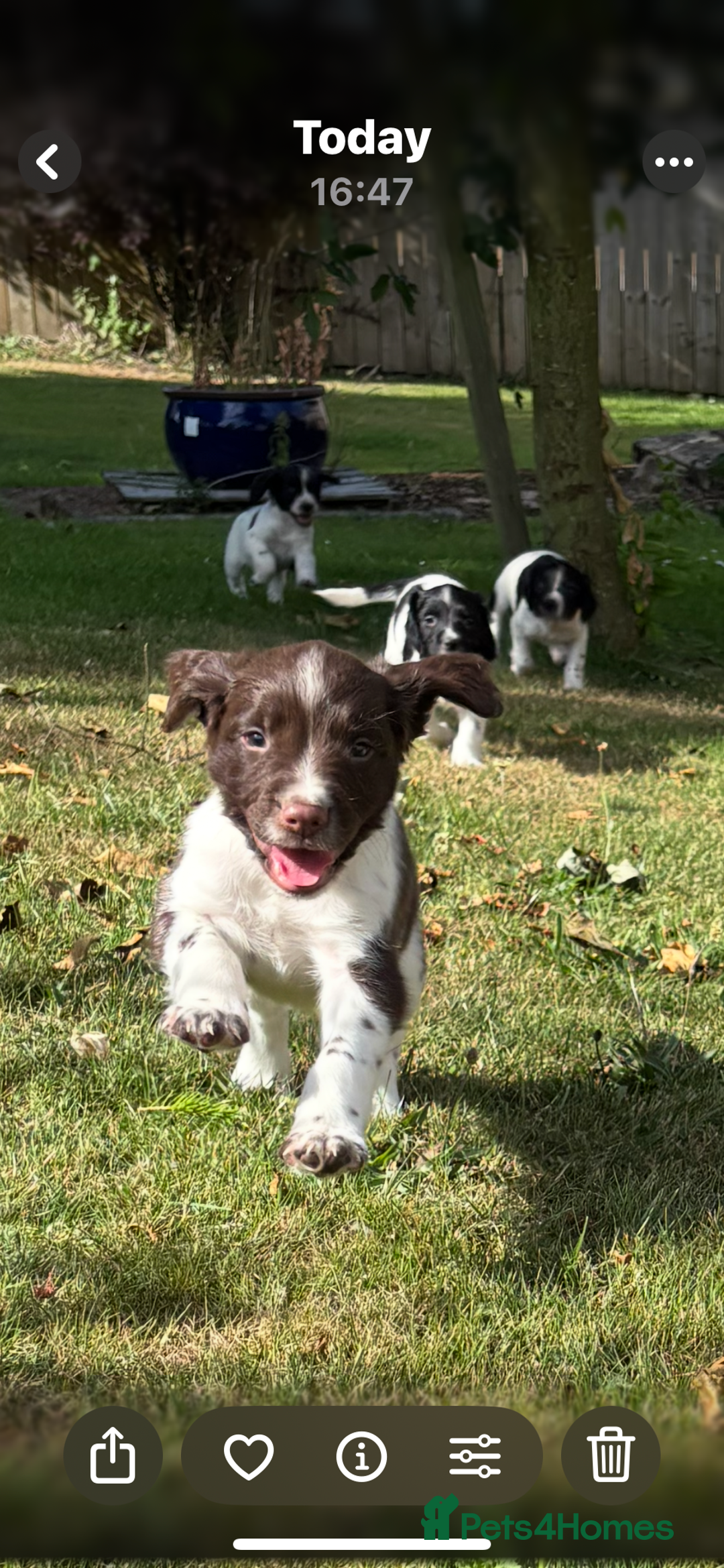 English Springer Spaniel dogs for sale: English Springer Spaniels  - Image 3