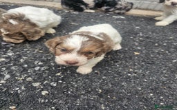 Cockapoo dogs for sale: Cockapoo puppies 🐶  - Image 29