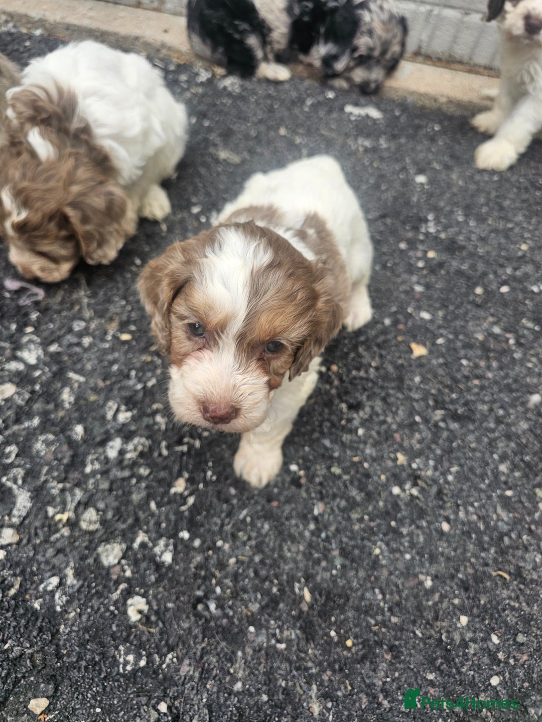Cockapoo dogs for sale: Cockapoo puppies 🐶  - Image 29