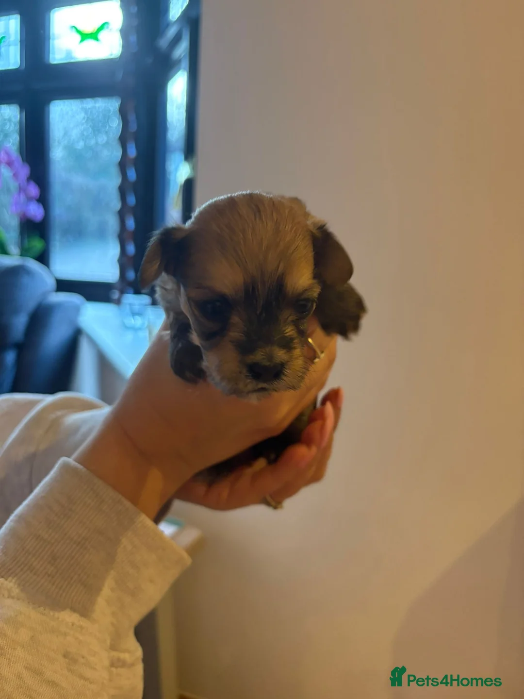 Havanese dogs for sale: Beautiful Havanese puppies - Advert 14