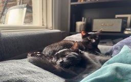 Domestic Shorthair cats for sale: Sweet and playful black Kittens - Image 1