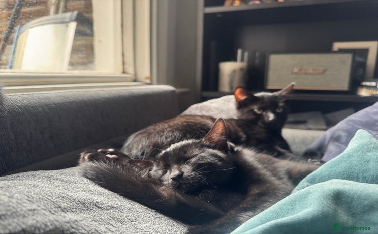 Domestic Shorthair cats - Advert 6