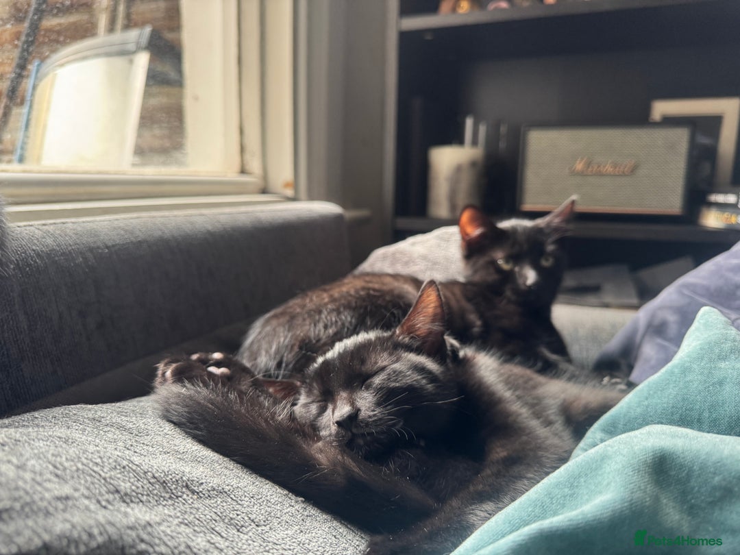 Domestic Shorthair cats for sale: Sweet and playful black Kittens - Image 1