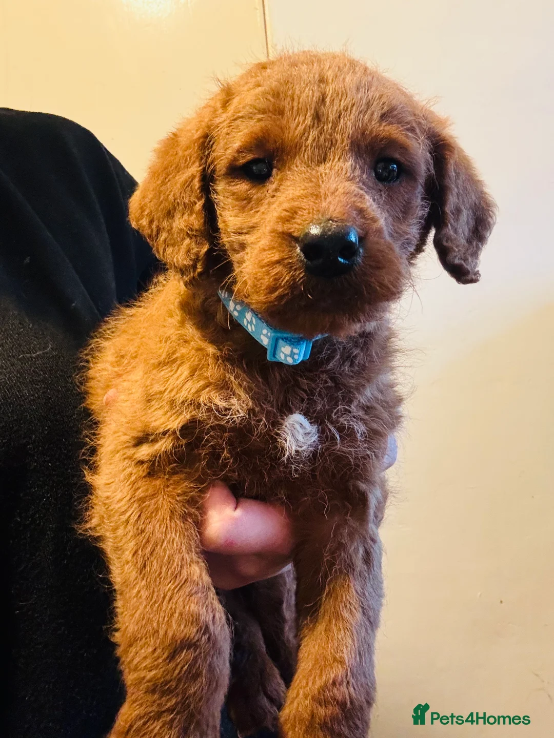 Labradoodle dogs for sale: Beautiful labradoodle puppies for sale - Advert 12