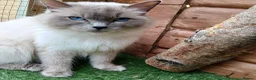 Ragdoll cats for sale: Blue point Ragdoll kittens  in Dingwall - Advert 4