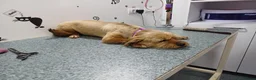 Mixed Breed dogs for adoption: 🐾💛 ARISA – The Little Dog Nobody Stopped For💛🐾 - Advert 22