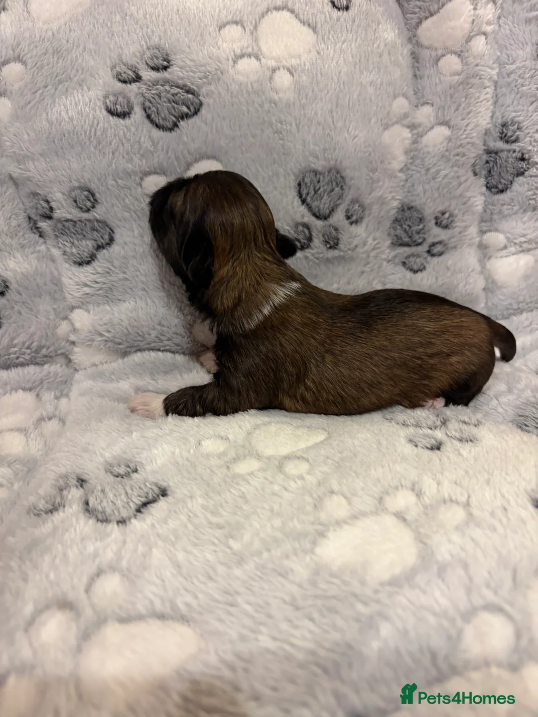 Lhasa Apso dogs for sale: Lhasa Apso puppies  - Advert 2