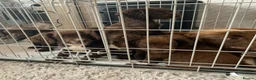 Sprocker dogs for sale: Sprocker puppies  - Advert 26