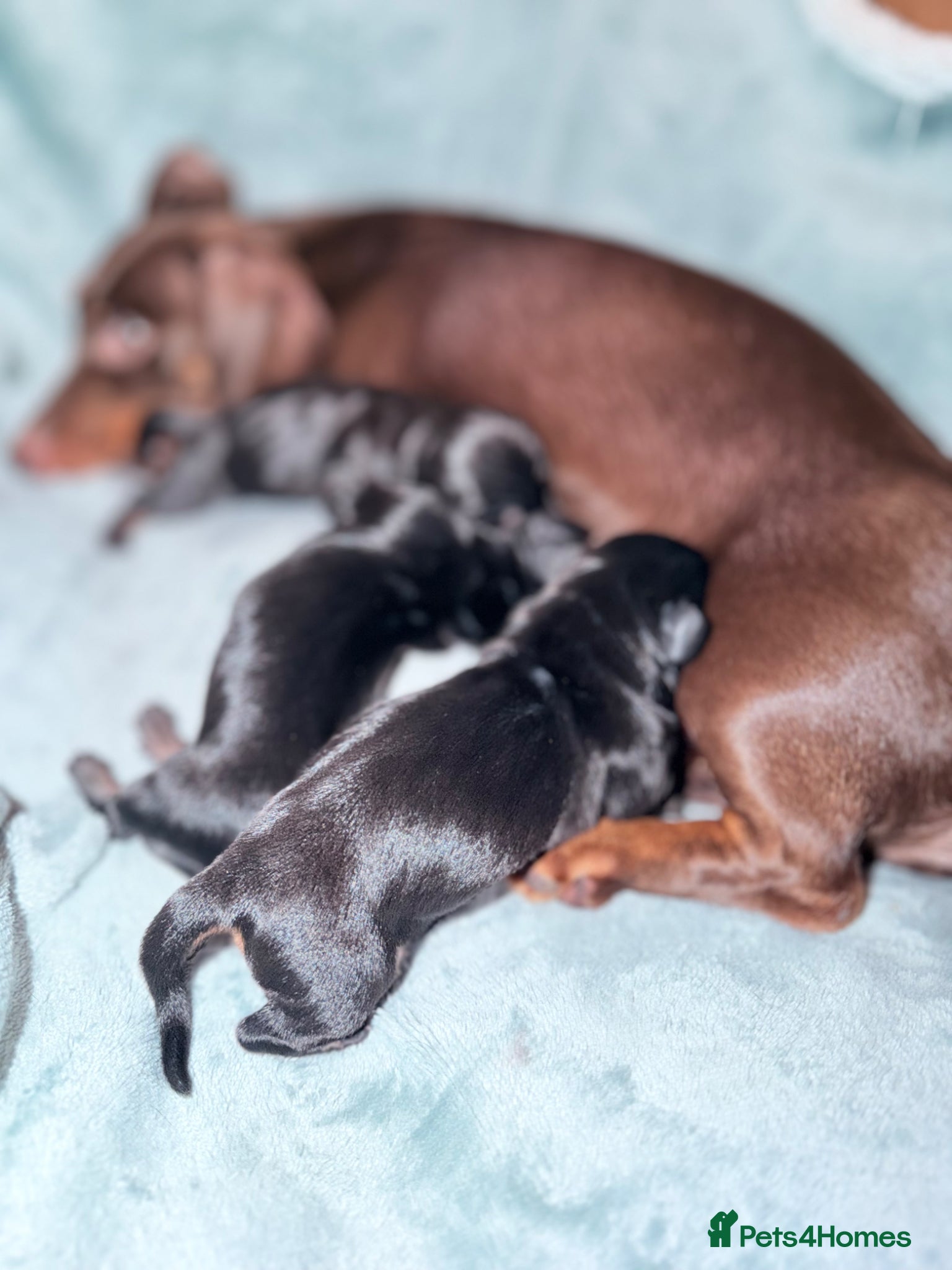 Miniature Dachshund dogs Black and Tan - Pedigree Miniature Dachshunds - Advert 2