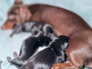 Miniature Dachshund dogs Black and Tan - Pedigree Miniature Dachshunds - Advert 5