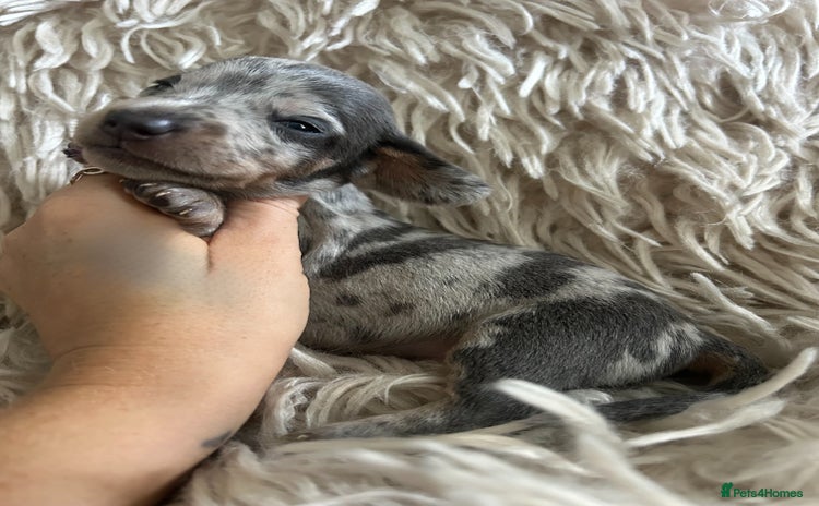 Miniature Dachshund dogs - Advert 1