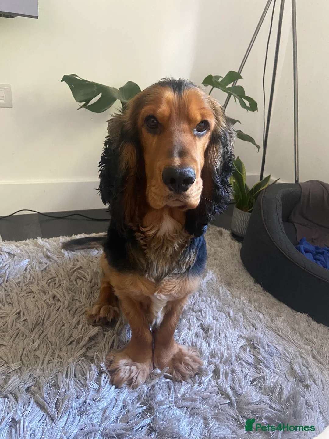 Cocker Spaniel dogs for stud: *For stud* Ringo the cocker spaniel - Advert 15