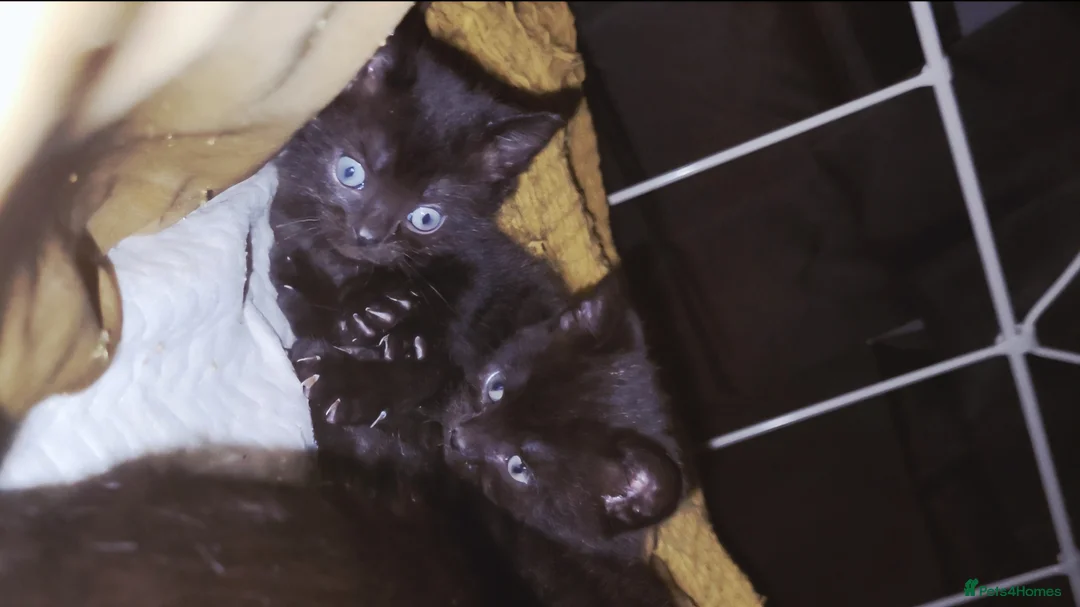 Bombay cats for sale: Adorable Black Kittens – Ready Now 🐾 in Cardiff - Advert 2