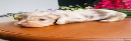 Miniature Dachshund dogs for stud: Dapple Piebald Stud 💫  - Advert 27