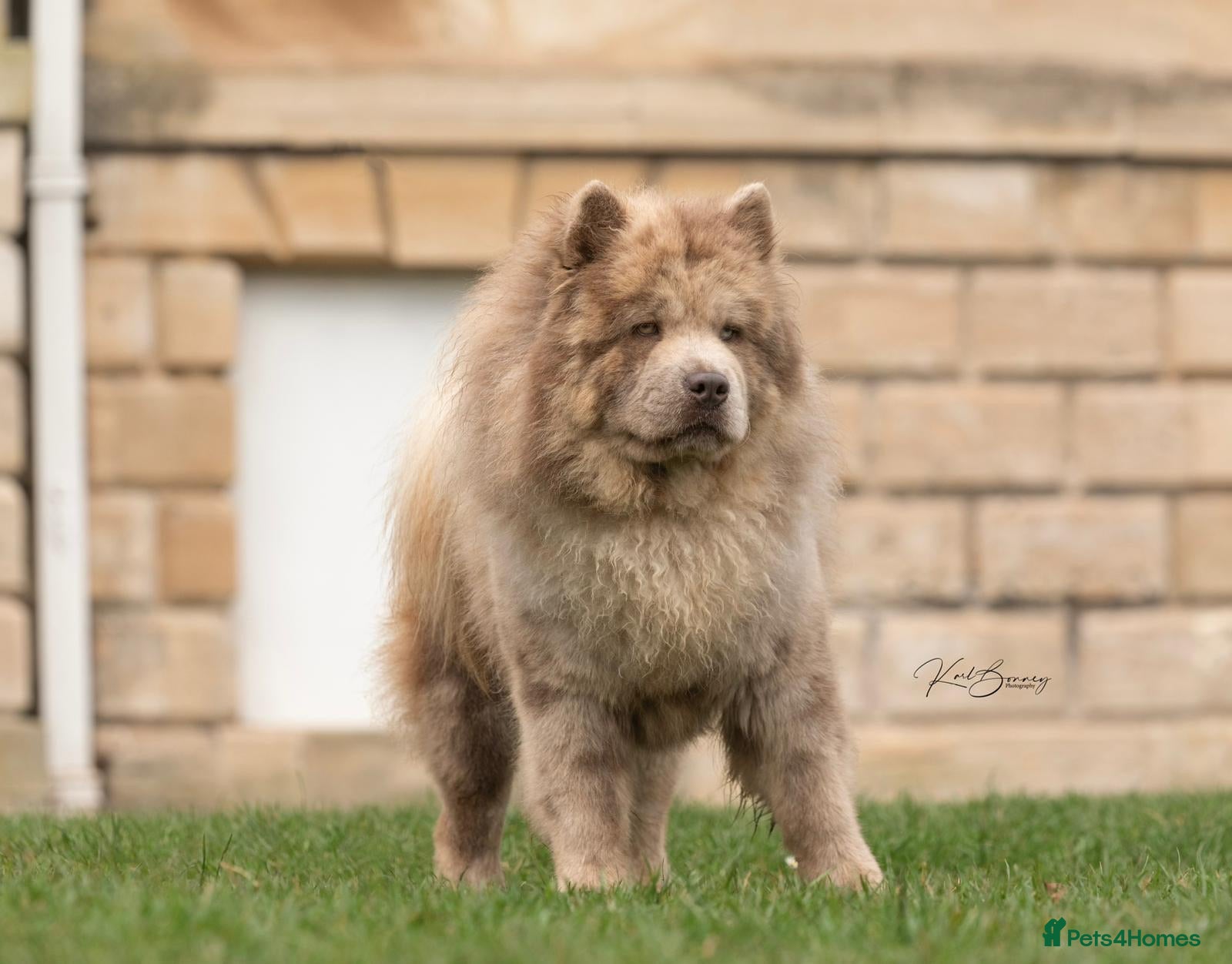 Chow Chow dogs lilac Merle chow carry’s tan kykb in Doncaster - Advert 6
