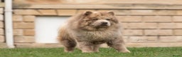 Chow Chow dogs for stud: lilac Merle chow carry’s tan kykb in Doncaster - Advert 1