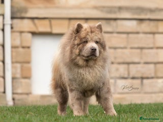 Chow Chow dogs in Doncaster - Advert 3