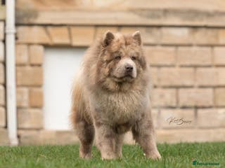 Chow Chow dogs lilac Merle chow carry’s tan kykb in Doncaster - Advert 4