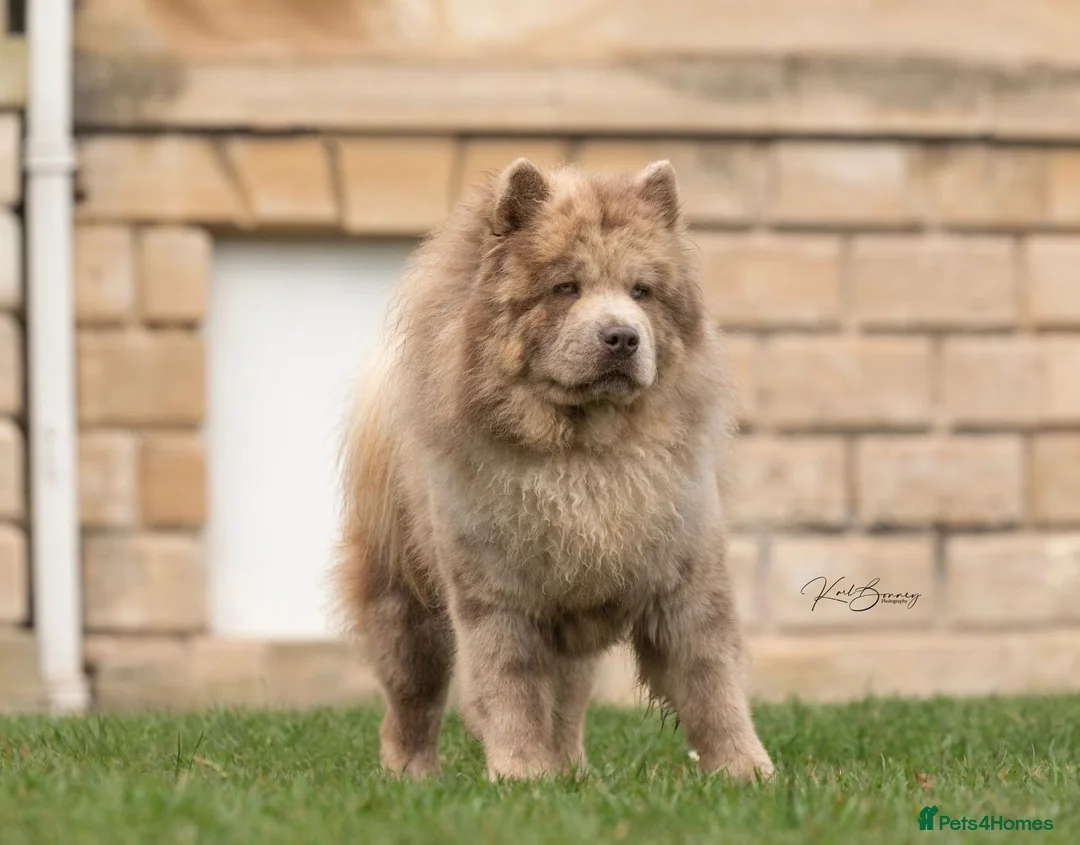 Chow Chow dogs for stud: lilac Merle chow carry’s tan kykb in Doncaster - Advert 1