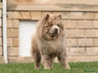 Chow Chow dogs lilac Merle chow carry’s tan kykb in Doncaster - Advert 2