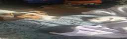 Jack Russell dogs for sale: Stunning jack Russell puppies - Advert 14