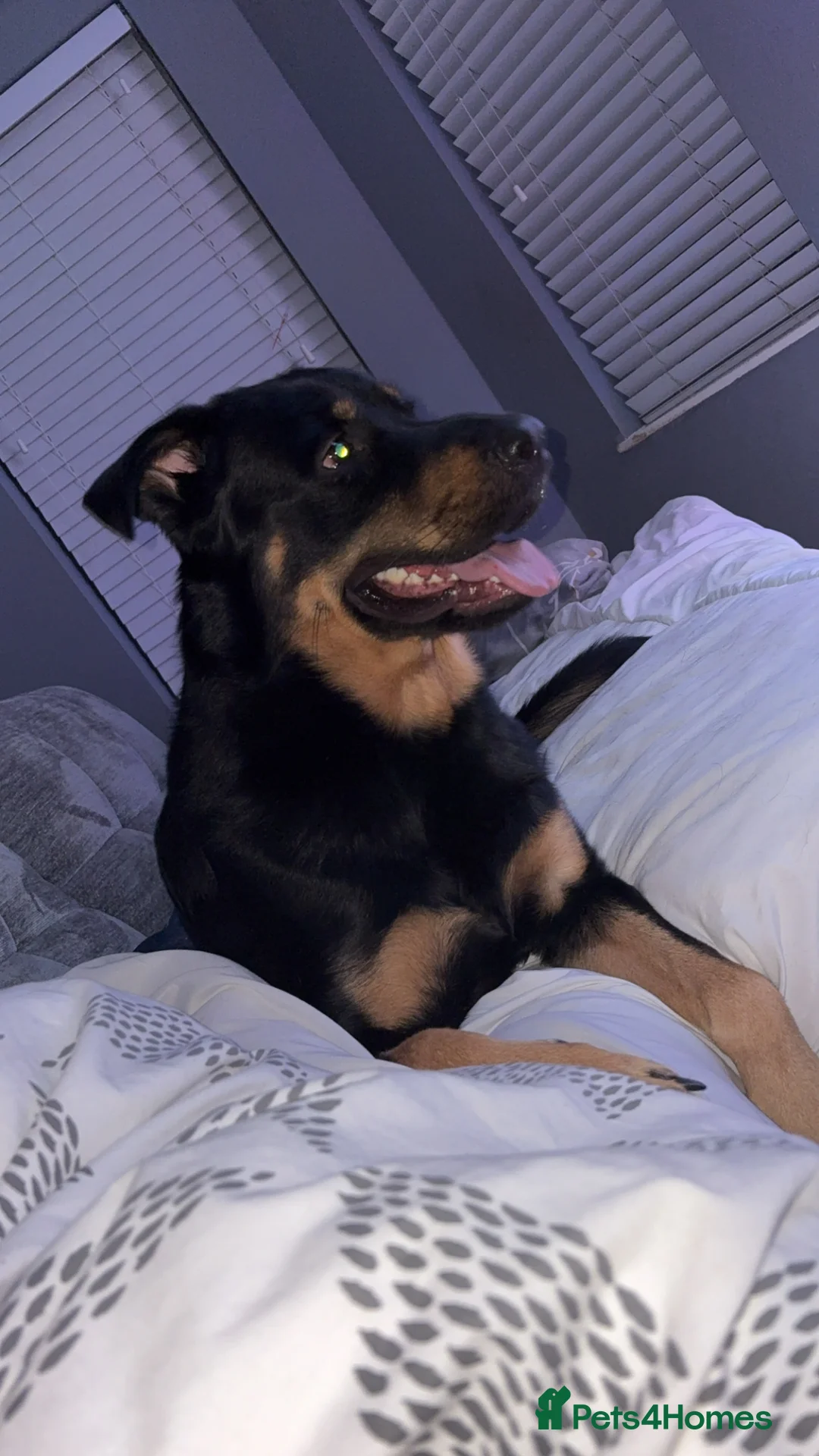 Sheprador dogs for sale: German shepherd cross lab  - Advert 1