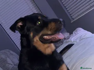 Sheprador dogs German shepherd cross lab - Advert 4