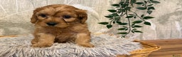 Cavapoo dogs for sale: Beautiful F1 Cavapoos  - Advert 17