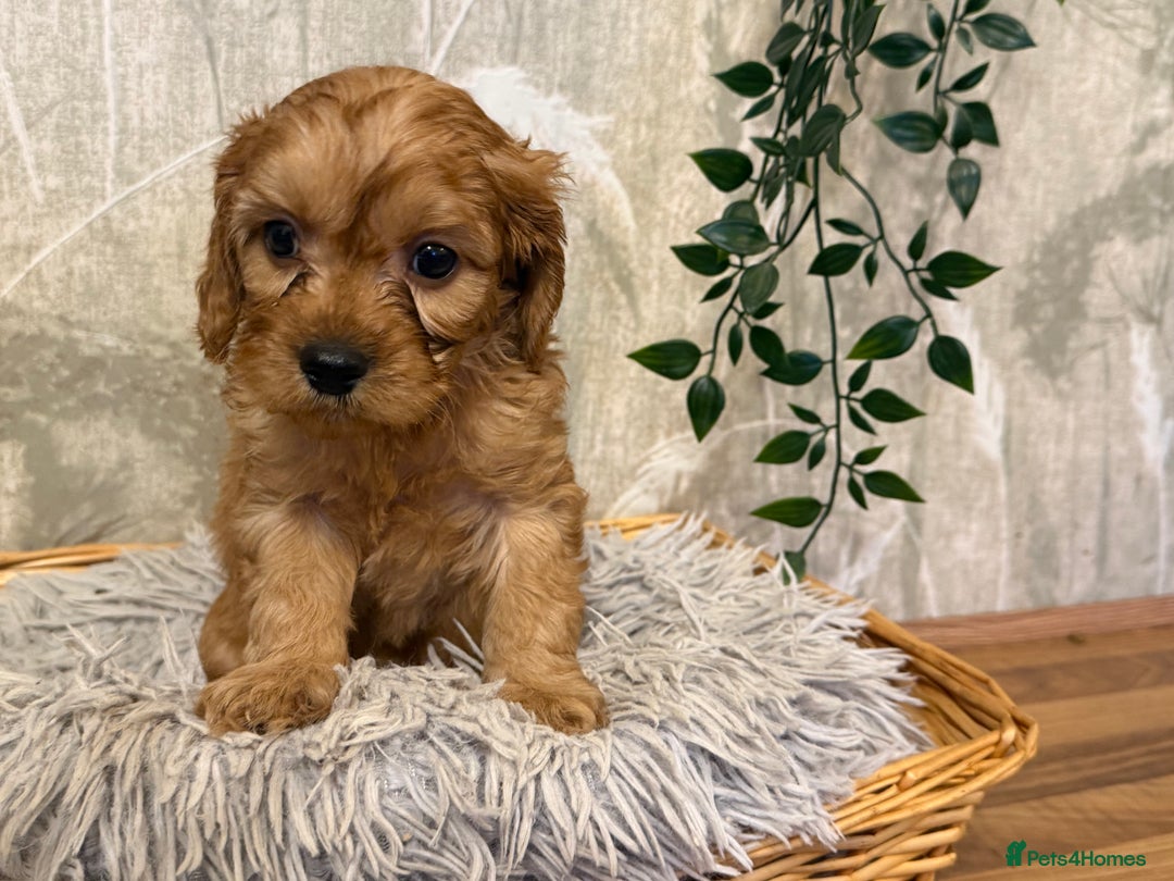 Cavapoo dogs for sale: Beautiful F1 Cavapoos  - Advert 17