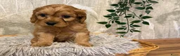 Cavapoo dogs for sale: Beautiful F1 Cavapoos  - Advert 16