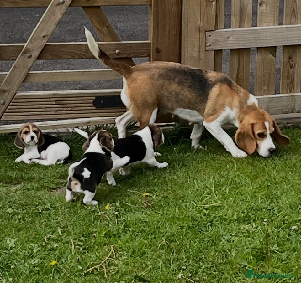 Beagle dogs Absolutely Stunning Puppies (KC reg) - Advert 5