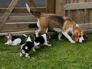 Beagle dogs Absolutely Stunning Puppies (KC reg) - Advert 5