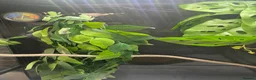 Frog reptiles for sale: 6 red eye tree frogs and enclosure  - Advert 11
