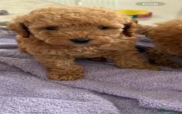Cockapoo dogs for sale: F1bb petite cockerpoos  - Image 2
