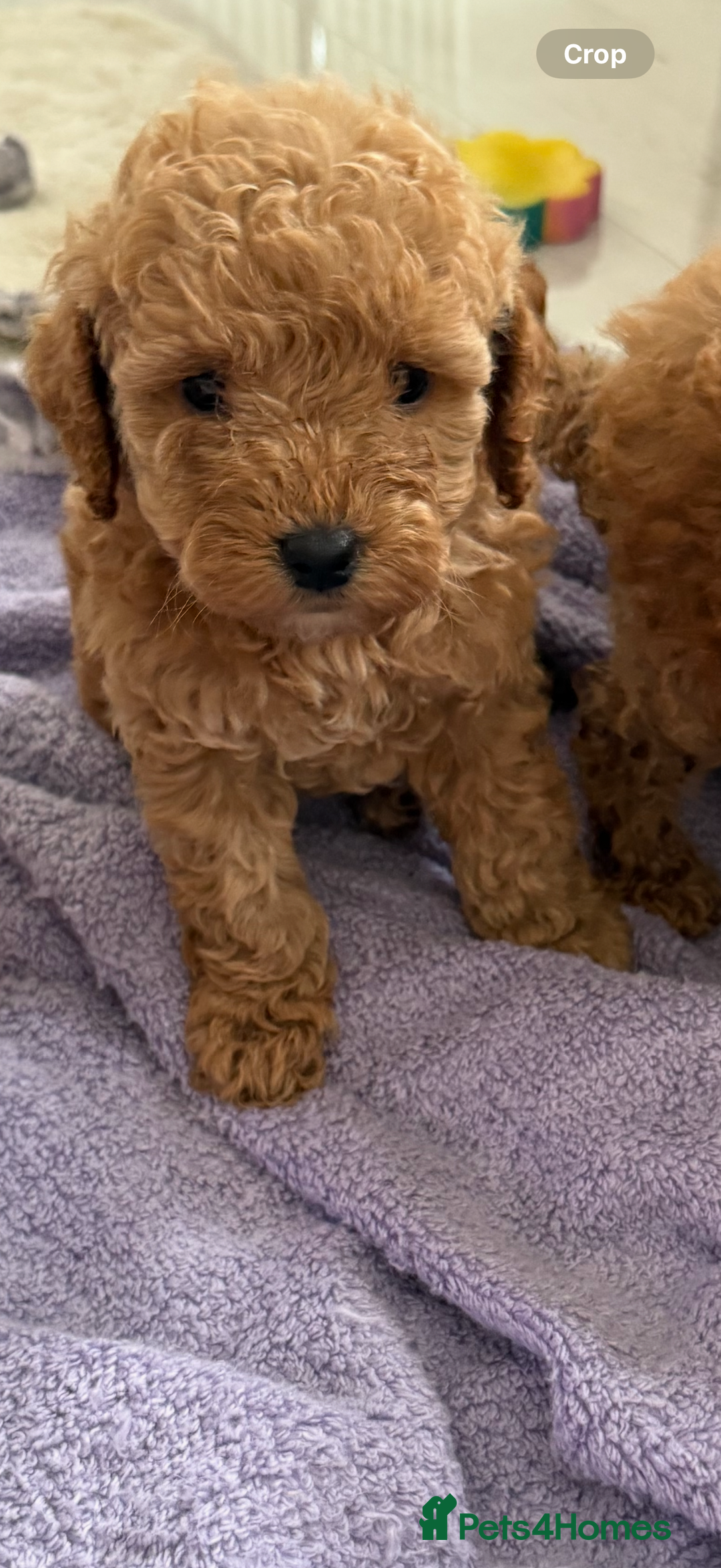 Cockapoo dogs for sale: F1bb petite cockerpoos  - Image 2