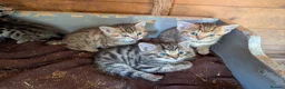 Mixed Breed cats for sale: Ready to leave... Gorgeous Bengal X Kittens - Advert 24