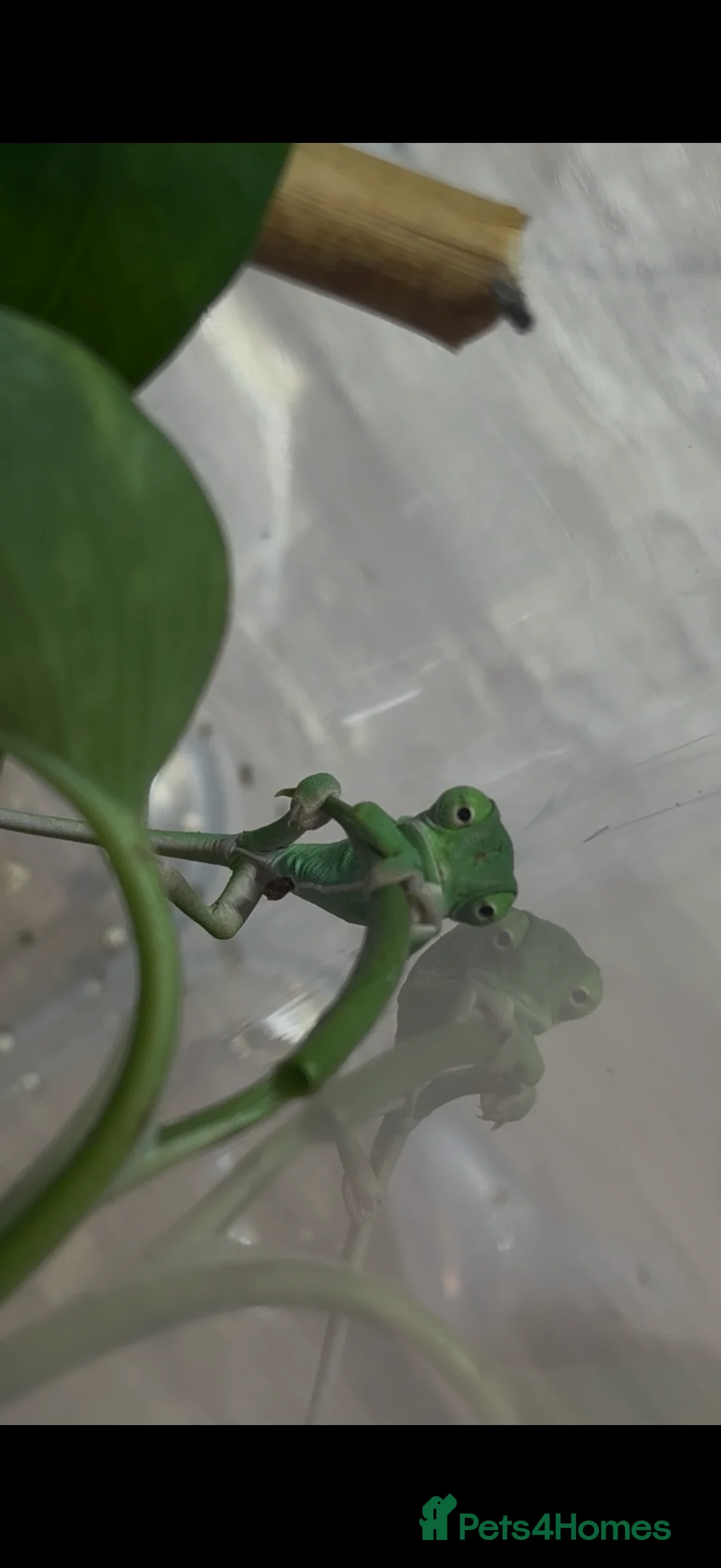 Chameleon reptiles for sale: Veiled chameleons - Advert 2