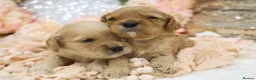 Cavapoo dogs for sale: *Health tested* F1 Cavapoos in Wisbech - Advert 19