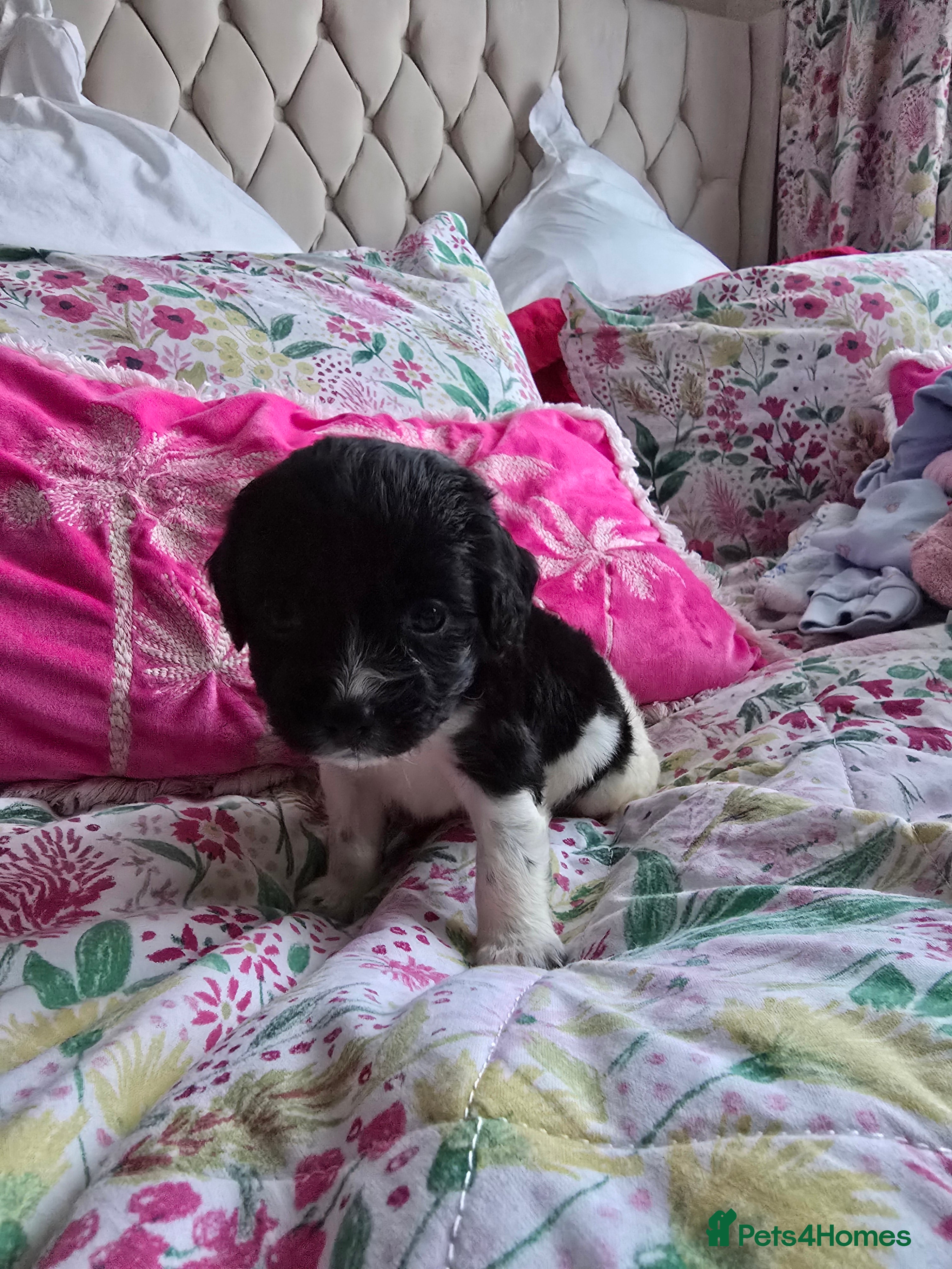 Mixed Breed dogs Malchi puppies  - Advert 11