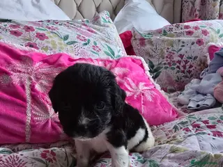 Mixed Breed dogs Malchi puppies - Advert 11