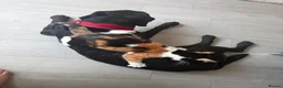 Domestic Shorthair cats for sale: Beautiful Calico short haired domestic kitten  in Poole - Advert 11