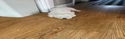 Bichon Frise dogs for sale: 2 year old male neutered bichon frise in Wrexham - Advert 15