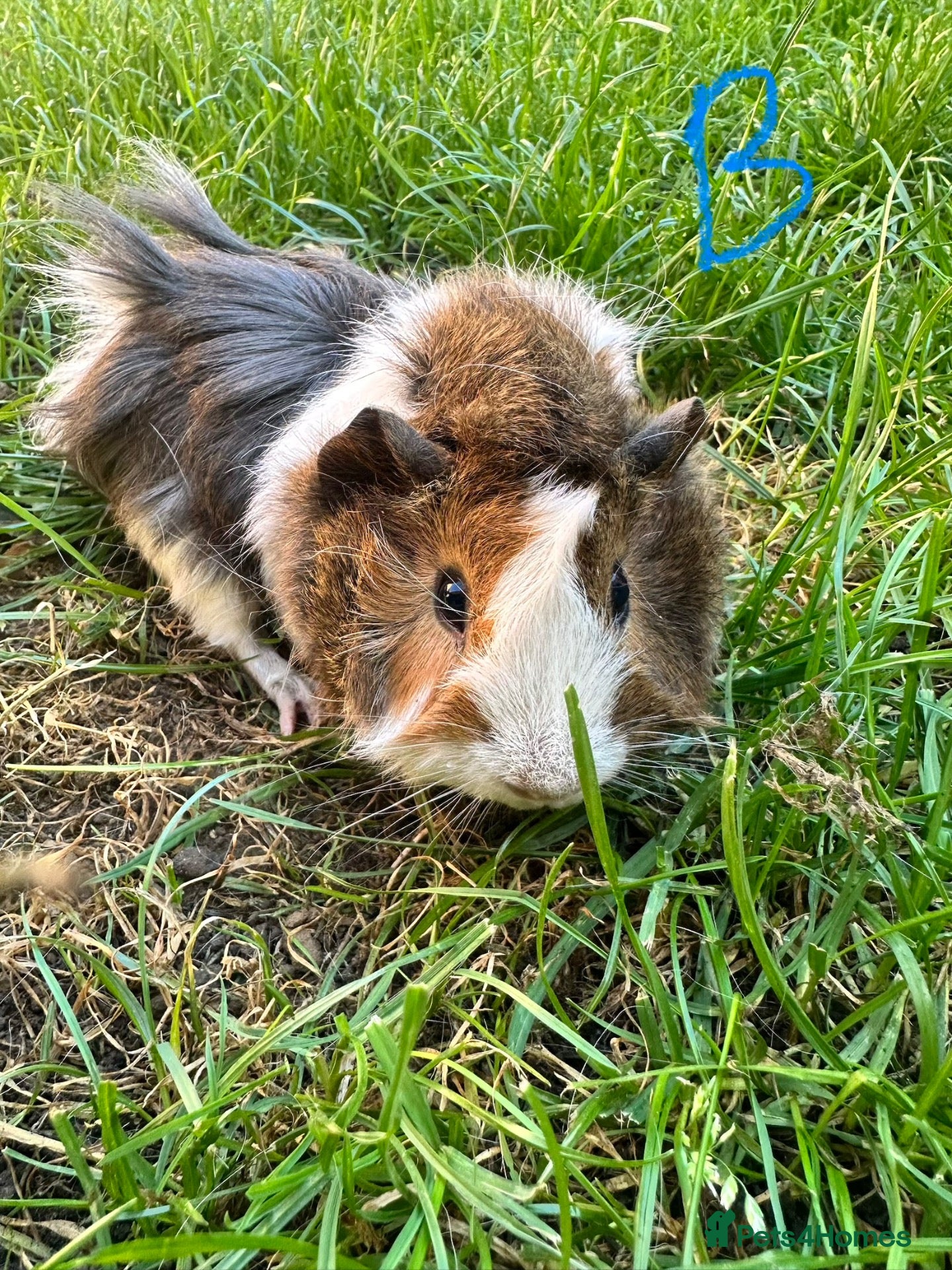 Guinea Pig rodents Male Guinea Pigs For Sale  - Advert 1